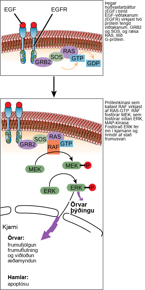 This illustration shows the epidermal growth factor receptor, which is embedded in the plasma membrane. Upon binding of a signaling molecule to the receptor's extracellular domain, the receptor dimerizes, and intracellular residues are phosphorylated. Phosphorylation of the receptor triggers the phosphorylation of a protein called M E K by R A F. M E K, in turn, phosphorylates E R K. E R K stimulates protein translation in the cytoplasm, and transcription in the nucleus. Activation of E R K stimulates cell proliferation, cell migration and adhesion, and angiogenesis, which is the growth of new blood vessels. E R K inhibits apoptosis.