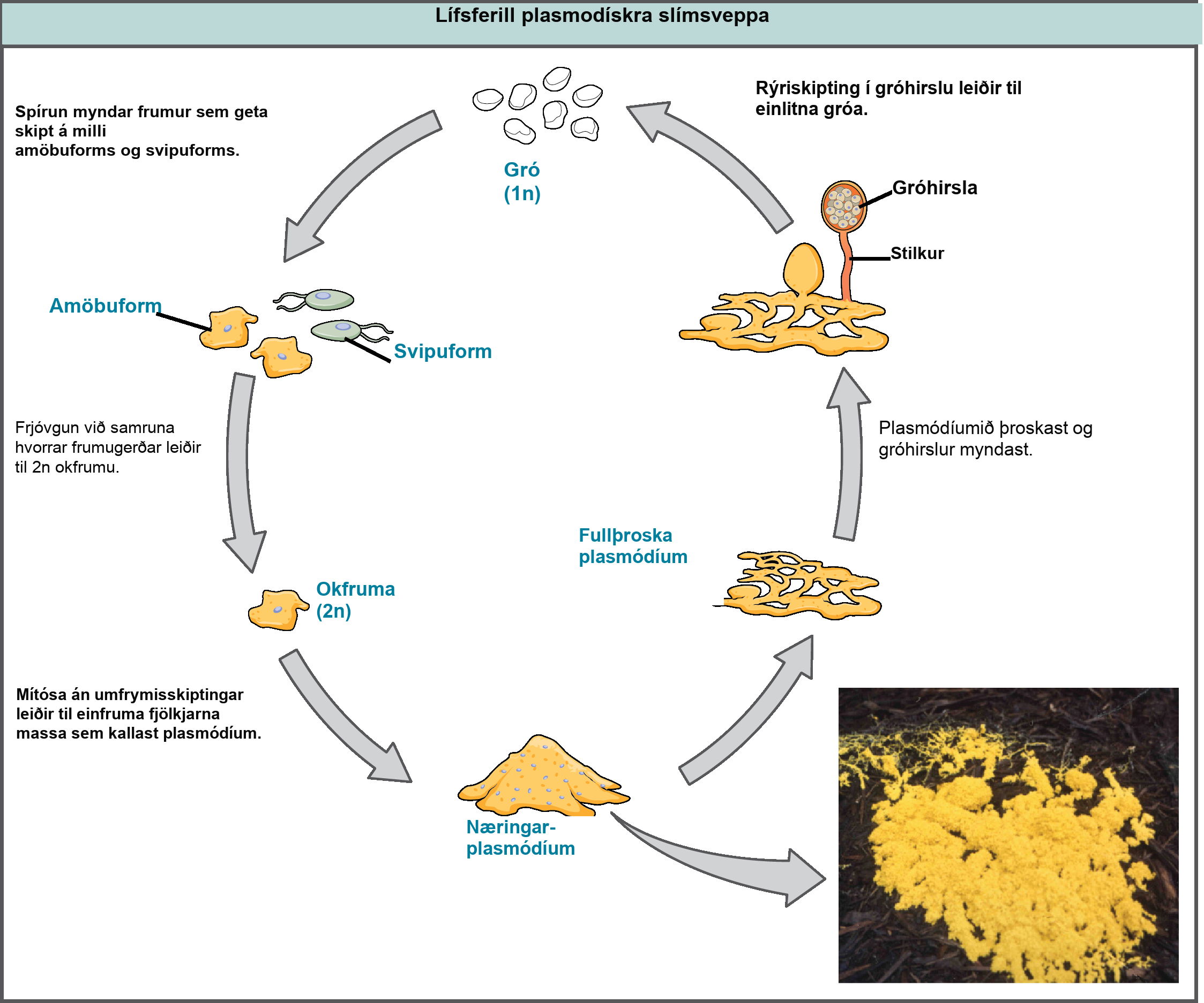 Illustration shows the plasmodium slime mold life cycle, which begins when 1n spores germinate, giving rise to cells that can convert between amoeboid and flagellated forms. Fertilization by fusion of either cell type results in a 2n zygote. The zygote undergoes mitosis without cytokinesis, resulting in a single-celled, multinucleate mass called a plasmodium, which is visible to the naked eye. A photo inset shows that the plasmodium is bright yellow and looks like vomit. As the plasmodium matures, holes form in the center of the mass. Stalks with bulb-shaped sporangia at the top grow up from the mass. Spores are released when the sporangia burst open, completing the cycle.