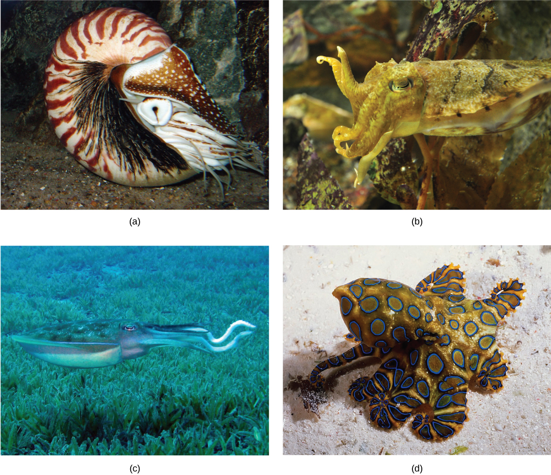 Part a shows a nautilus with a coiled, brown-and-white striped shell. Tentacles stick out from the front end. Part b shows a cuttlefish with a squat body and short tentacles that blends into its surroundings. Part c shows a reef squid with an eye located behind its long beak. Long, thick tentacles project back from the body. Part d shows an octopus with bright blue rings all over its body.