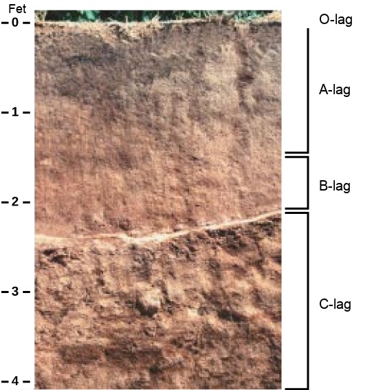 In the photo, soil has been cut away to reveal the soil profile. The O horizon is at the soil surface and is a rich black color. The brown A horizon starts beneath the O horizon and extends to about two-and-a-half feet beneath the surface. The B horizon is reddish brown and extends from the bottom of the A horizon to about two feet deep. The C horizon extends from the bottom of the B horizon to the bottom of the photo at a depth of four feet. The C horizon is light brown and has a coarser consistency than the A or B horizons.