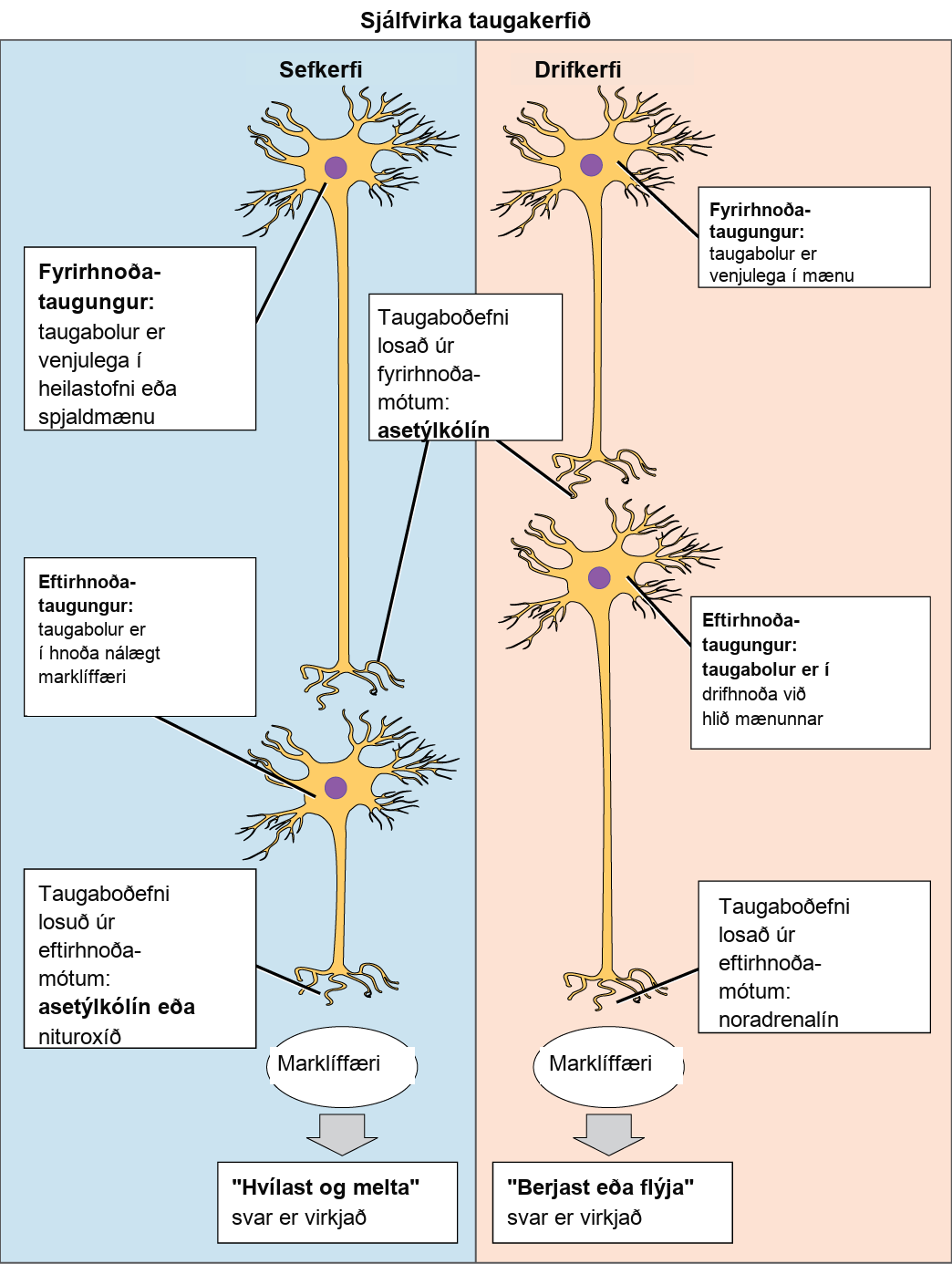 The autonomic nervous system is divided into sympathetic and parasympathetic systems. In the sympathetic system, the soma of the preganglionic neurons is usually located in the spine while in the parasympathetic system the soma is usually in the brainstem or sacral vertebrae, at the bottom of the spine. In both systems, the preganglionic neuron releases the neurotransmitter acetylcholine into the preganglionic synapse. Postganglionic neurons of the sympathetic system have somas in a sympathetic ganglion, located next to the spinal cord. Postganglionic neurons of the parasympathetic system have somas in ganglions near the target organ. Postganglionic neurons of the sympathetic system release norepinephrine into the postganglionic synapse, causing the fight or flight response to be activated in the target organ, while postganglionic neurons of the parasympathetic system release acetylcholine or nitric oxide into postganglionic synapse, causing the rest and digest response to be activated in the target organ.