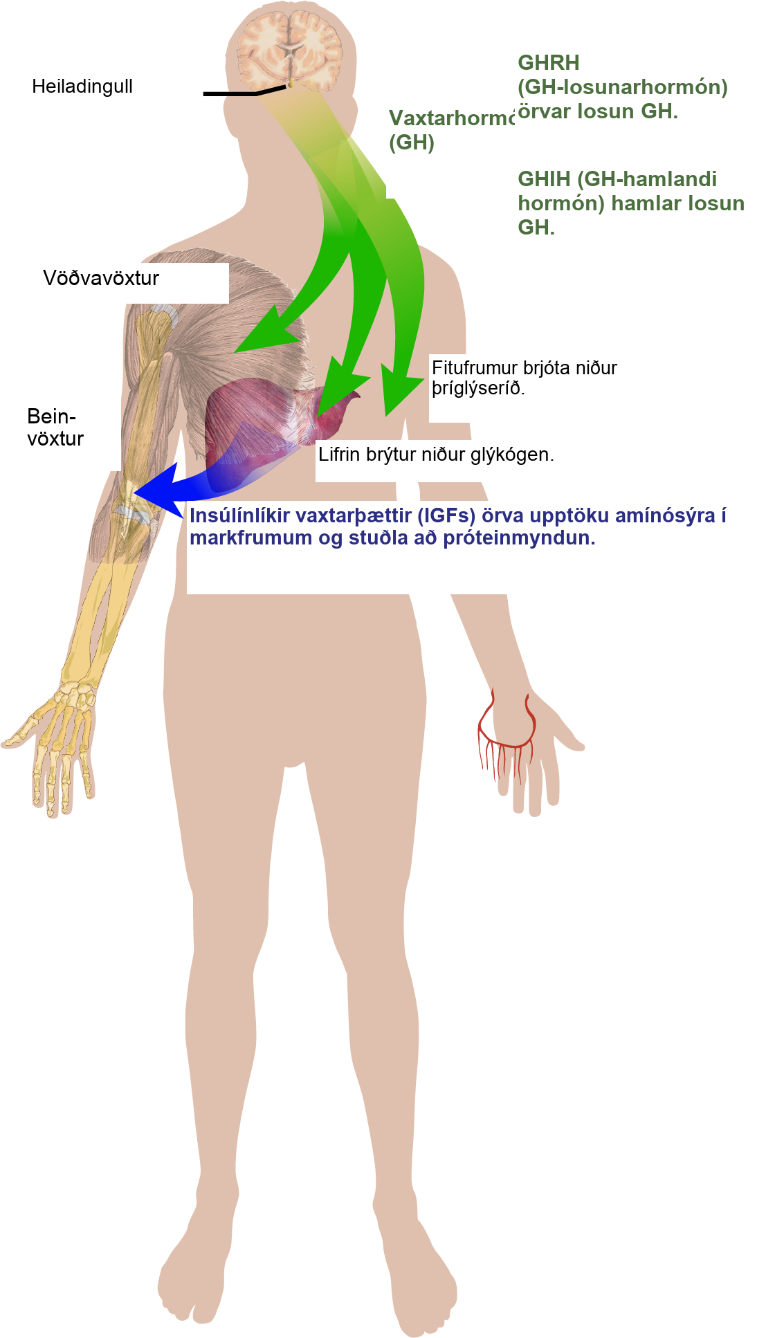 Growth hormone, or G H, is released from the pituitary gland and stimulates bone and muscle growth. It also stimulates fat breakdown by adipocytes and glycogen breakdown by the liver. The liver releases insulin-like growth factors, or I G Fs, which cause target cells to take up amino acids, promoting protein synthesis. G H releasing hormone stimulates the release of G H, and G H inhibiting hormone inhibits the release of G H.