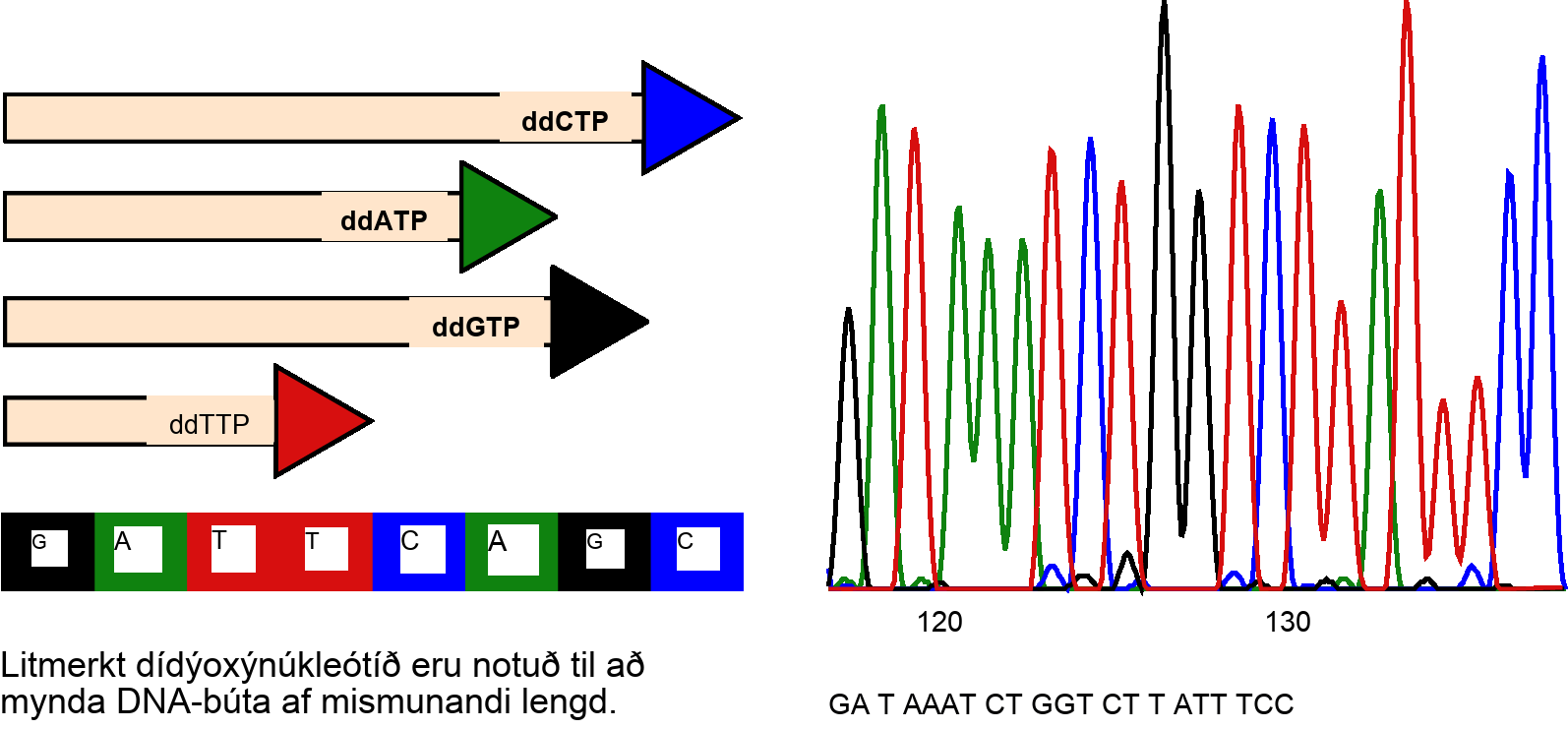 The left part of this illustration shows a parent strand of D N A with the sequence G A T T C A G C, and four daughter strands, each of which was made in the presence of a different dideoxynucleotide: lower case d lower case d upper case A upper case T upper case P, and lower case d lower case d upper case C upper case T upper case P, and lower d lower d upper G upper T upper P, or lower d lower d upper T upper T upper P. The growing chain terminates when a lower d lower d upper N T P is incorporated, resulting in daughter strands of different lengths. The right part of this image shows the separation of the D N A fragments on the basis of size. Each lower d lower d upper N T P is fluorescently labeled with a different color so that the sequence can be read by the size of each fragment and its color.