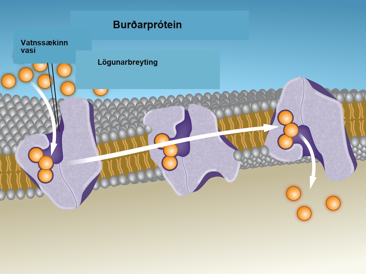 This illustration shows a carrier protein embedded in the membrane with an opening that initially faces the extracellular surface, labeled the hydrophilic pocket. After a substance binds the carrier, it changes shape so that the opening faces the cytoplasm. The change is labeled conformational change. After, the substance is released.