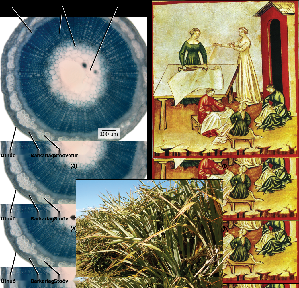 Part A shows a cross section of a flax stem. The pith is white tissue in the center of the stem. Outside the pith is a layer of xylem. The inner xylem cells are large, while ones further out are smaller. The smaller xylem cells radiate out from the center, like spokes on a wheel. Outside the xylem is a ring of phloem cells. The phloem is surrounded by a layer of sclerenchyma cells, then a layer of cortex cells. Outside the cortex is the epidermis. Part B is a painting of women working with linen cloth. One is smoothing the cloth on a table, and the other women are sitting with linen on their laps. Part C is a photo of flax plants, which have long, wide leaves that taper toward narrow tips.