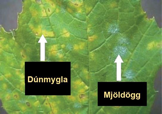 The photo shows a leaf infected with downy mildew and powdery mildew. Where the leaf is infected with downy mildew, it is yellow instead of green. Powdery mildew appears as a white fuzz on the leaf.