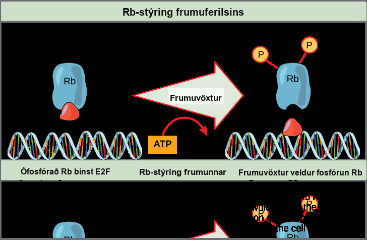 This illustration shows the regulation of the cell cycle by the upper case R lower case b protein. Unphosphorylated upper R lower b binds the transcription factor E 2 F. E 2 F cannot bind the D N A, and transcription is blocked. Cell growth triggers the phosphorylation of R b. Phosphorylated R b releases E 2 F, which binds the D N A and turns on gene expression, thus advancing the cell cycle.