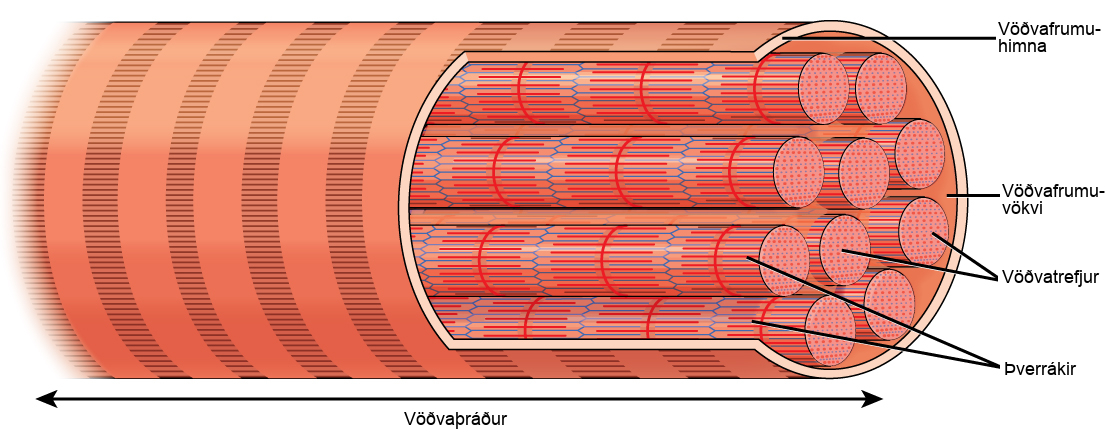 Illustration shows a long, tubular skeletal muscle cell that runs the length of a muscle fiber. Long, cylindrical bundles called myofibrils run the length of the cell. The myofibrils have a banded appearance. A sarcoplasm exists around the myofibrils, and the sarcolemma surrounds everything.