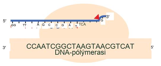 Illustration shows D N A polymerase replicating a strand of D N A. The enzyme has accidentally inserted G opposite A, resulting in a bulge. The enzyme backs up to fix the error.