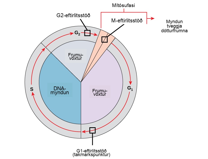 This illustration shows the three major checkpoints of the cell cycle: G subscript 1 baseline checkpoint restriction, G subscript 2 baseline checkpoint, and M checkpoint in the mitotic phase.