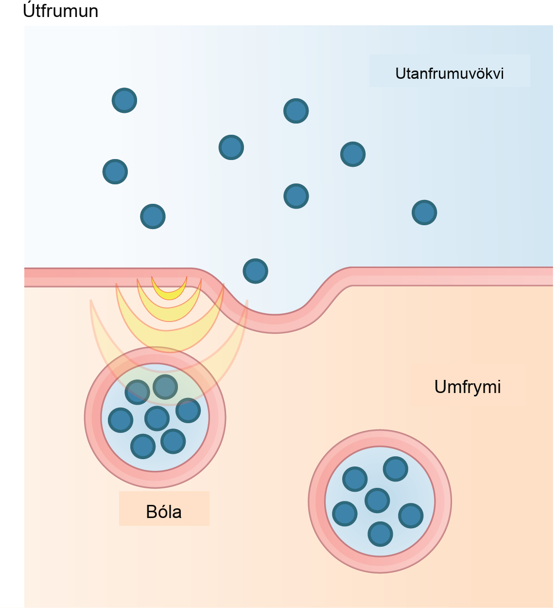 This illustration shows vesicles fusing with the plasma membrane and releasing their contents to the extracellular fluid.