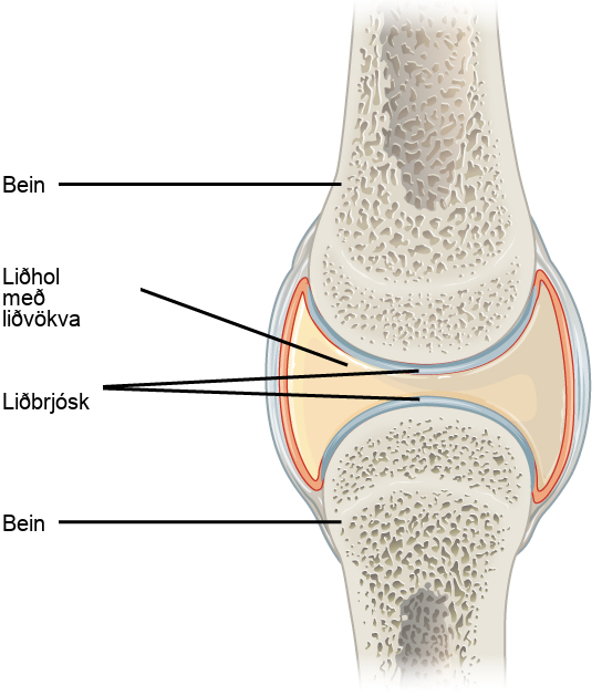 Illustration shows a synovial joint between two bones. An I beam shaped synovial cavity exists between the bones, and articular cartilage wraps around the tips of the bones. The joint cavity contains synovial fluid. Ligaments connect the two bones together.