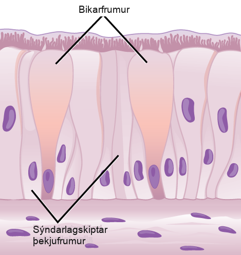 Illustration shows columnar cells arranged side-by-side. The cells are wide at the top, and thin at the bottom. Shorter columnar cells are interspersed between the lower, thin part of the tall columnar cells. Some of these cells extend to the surface of the epithelium, but they are very thin at the top. The nuclei of the tall columnar cells are located near the top, and the nuclei of the shorter columnar cells are located near the bottom, giving the appearance of two layers of cells. Cilia extend from the top of the tall columnar cells. Oval goblet cells are interspersed among the columnar epithelial cells. Beneath the columnar cells is a layer of horizontal cells.