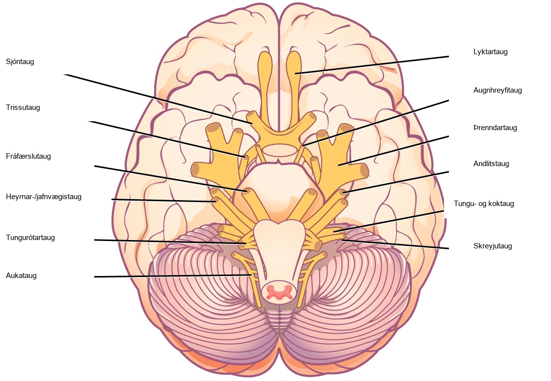 Illustration shows the underside of the brain. The twelve cranial nerves cluster around the brain stem, and are symmetrically located on each side. The olfactory nerve is short and lobe-like, and is located closest to the front. Directly behind this is the optic nerve, then the oculomotor nerve. All these nerves are located in front of the brain stem. The trigeminal nerve, which is the thickest, is located on either side of the brain stem. It forms three branches shortly after leaving the brain. The trochlear nerve is a small nerve in front of the trigeminal nerve. Behind the brain stem are the smaller facial, vestibulocochlear, glossopharyngeal and hypoglossal nerves. The nerve furthest back is the accessory nerve.