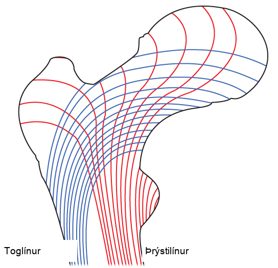 Illustration shows tension lines in a long bone, which start out perpendicular to the epiphysis and then turn and run along the length of the bone. Compression lines run the length of the bone opposite the side of the tension lines.