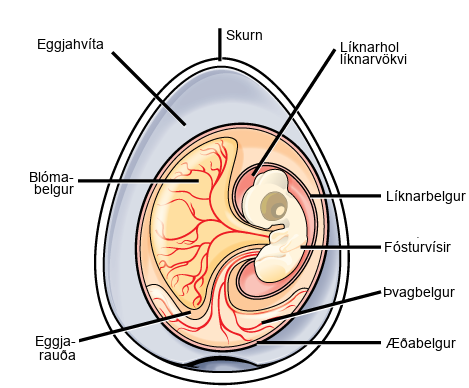 The illustration shows a cross section of an egg. The outer covering is called the shell. There is a circular mass inside with many different parts. Surrounding the mass, within the shell is the albumen. The outer layer of the circular mass is the chorion. An embryo is contained within an amniotic cavity, filled with amniotic fluid. Attached to the embryo is a yolk sac, filled with a yolk substance. Vein like features, called allantois, extend from the chorion to the embryo.