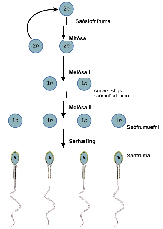 Spermatogenesis begins when the 2 n spermatogonium undergoes mitosis, producing more spermatagonia. The spermatogonia undergo meiosis I, producing haploid 1 n secondary spermatocytes, and meiosis I I, producing spermatids. Differentiation of the spermatids results in mature sperm.