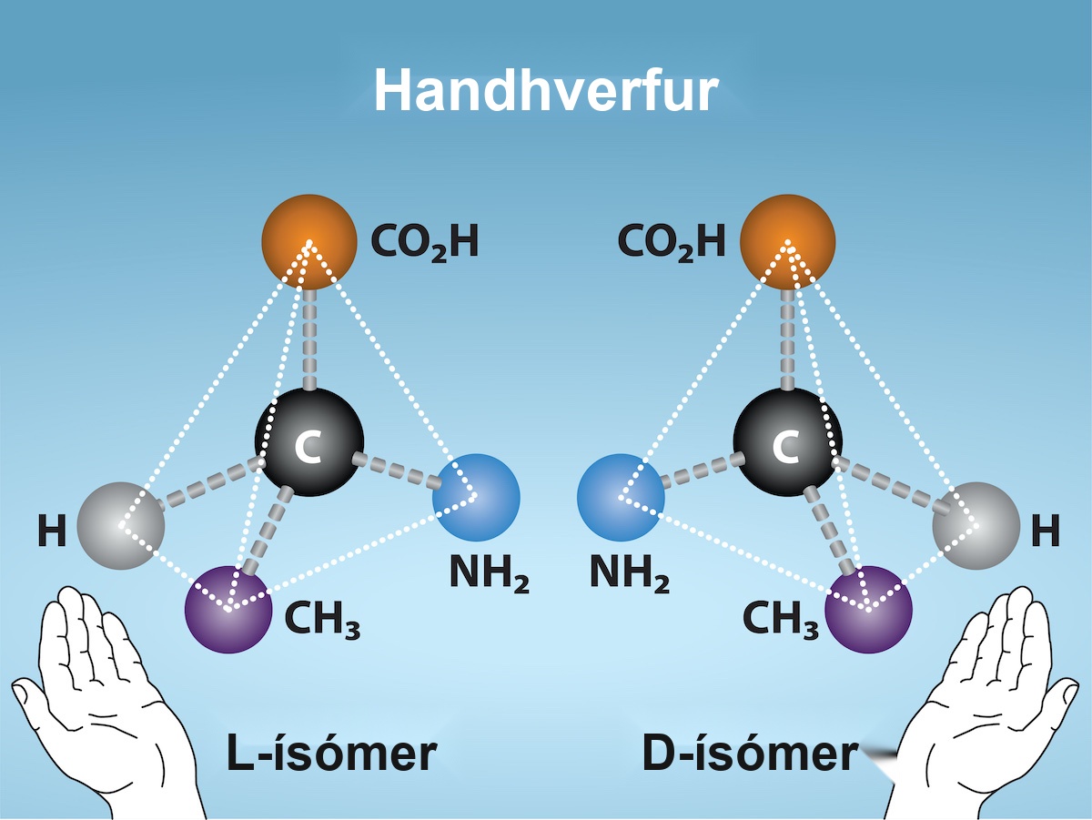 Molecular models of D-and L-alanine are shown. The two molecules, which contain the same number of carbon, oxygen, hydrogen, and nitrogen atoms, are mirror images of one another. Below the images, a left hand is shown near the L-isomer and the right hand is shown near the D-isomer.
