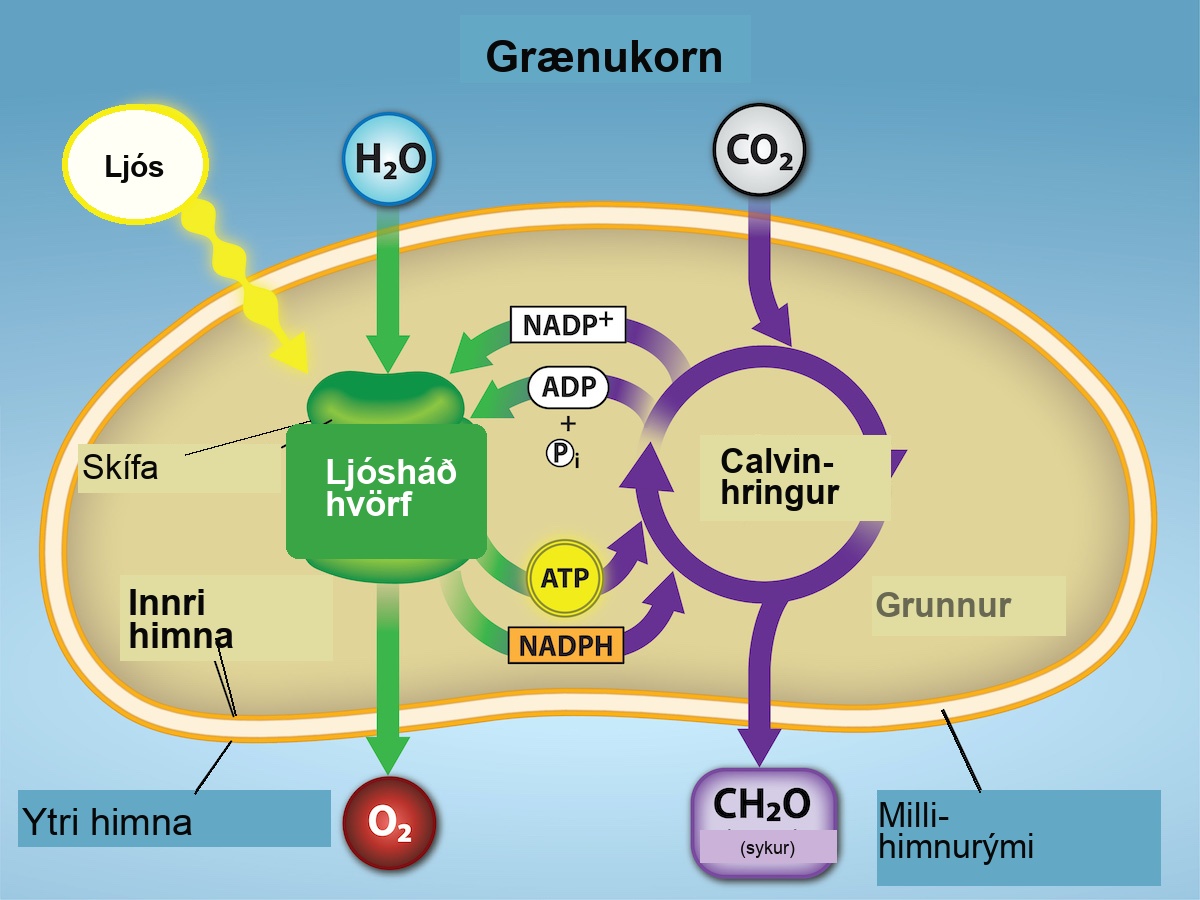 This illustration shows a chloroplast with an outer membrane, an inner membrane, and stacks of membranes inside the inner membrane called thylakoids. The entire stack is called a granum. In the light reactions, energy from sunlight is converted into chemical energy in the form of A T P and N A D P H. In the process, water is used and oxygen is produced. Energy from A T P and N A D P H are used to power the Calvin cycle, which produces G 3 P from carbon dioxide. A T P is broken down to A D P and Pi, and N A D P H is oxidized to N A D P superscript plus sign baseline. The cycle is completed when the light reactions convert these molecules back into A T P and N A D P H.
