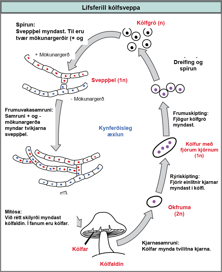 The life cycle of basidiomycetes, better known as mushrooms, is shown. Basidiomycetes have a sexual life cycle that begins with the germination of 1n basidiospores into mycelia with plus and minus mating types. In a process called plasmogamy, the plus and minus mycelia form a dikaryotic mycelium. Under the right conditions, the dikaryotic mycelium grows into a basdiocarp, or mushroom. Gills on the underside of the mushroom cap contain cells called basidia. The basidia undergo karyogamy to form a 2n zygote. The zygote undergoes meiosis to form cells with four haploid (1n) nuclei. Cell division results in four basidiospores. Dispersal and germination of basidiospores ends the cycle.