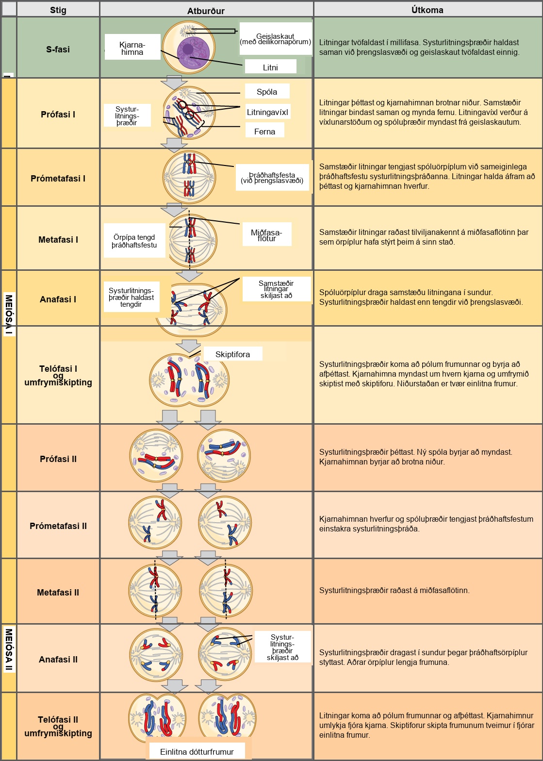 This illustration outlines the stages of meiosis. In interphase, before meiosis begins, the chromosomes are duplicated. Meiosis I then proceeds through several stages. In prophase I, the chromosomes begin to condense and the nuclear envelope fragments. Homologous pairs of chromosomes line up, and chiasmata form between them. Crossing over occurs at the chiasmata. Spindle fibers emerge from the centrosomes. In prometaphase I, homologous chromosomes attach to the spindle microtubules. In metaphase I, homologous chromosomes line up at the metaphase plate. In anaphase I, the spindle microtubules pull the homologous pairs of chromosomes apart. In telophase I and cytokinesis, the sister chromatids arrive at the poles of the cell and begin to decondense. The nuclear envelope begins to form again, and cell division occurs. Meiosis II then proceeds through several stages. In prophase II, the sister chromatids condense and the nuclear envelope fragments. A new spindle begins to form. In prometaphase II, the sister chromatids become attached to the kinetochore. In metaphase II, the sister chromatids line up at the metaphase plate. In anaphase II, the sister chromatids are pulled apart by the shortening spindles. In telophase II and cytokinesis, the nuclear envelope forms again and cell division occurs, resulting in four haploid daughter cells.