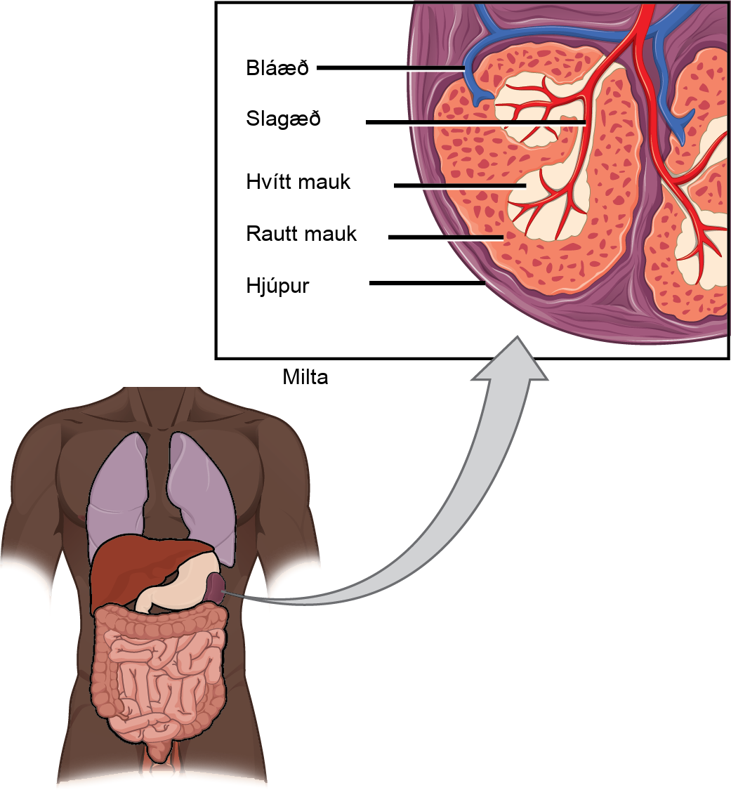 Illustration shows a cross section of a part of a spleen, which is located the upper left part of the abdomen. The spleen is divided into oval quadrants. At the center of these quadrants is white pulp, and at the periphery is red pulp. Arteries extend into the white pulp. Veins connect to the red pulp. The spleen is surrounded by a membrane called a capsule.