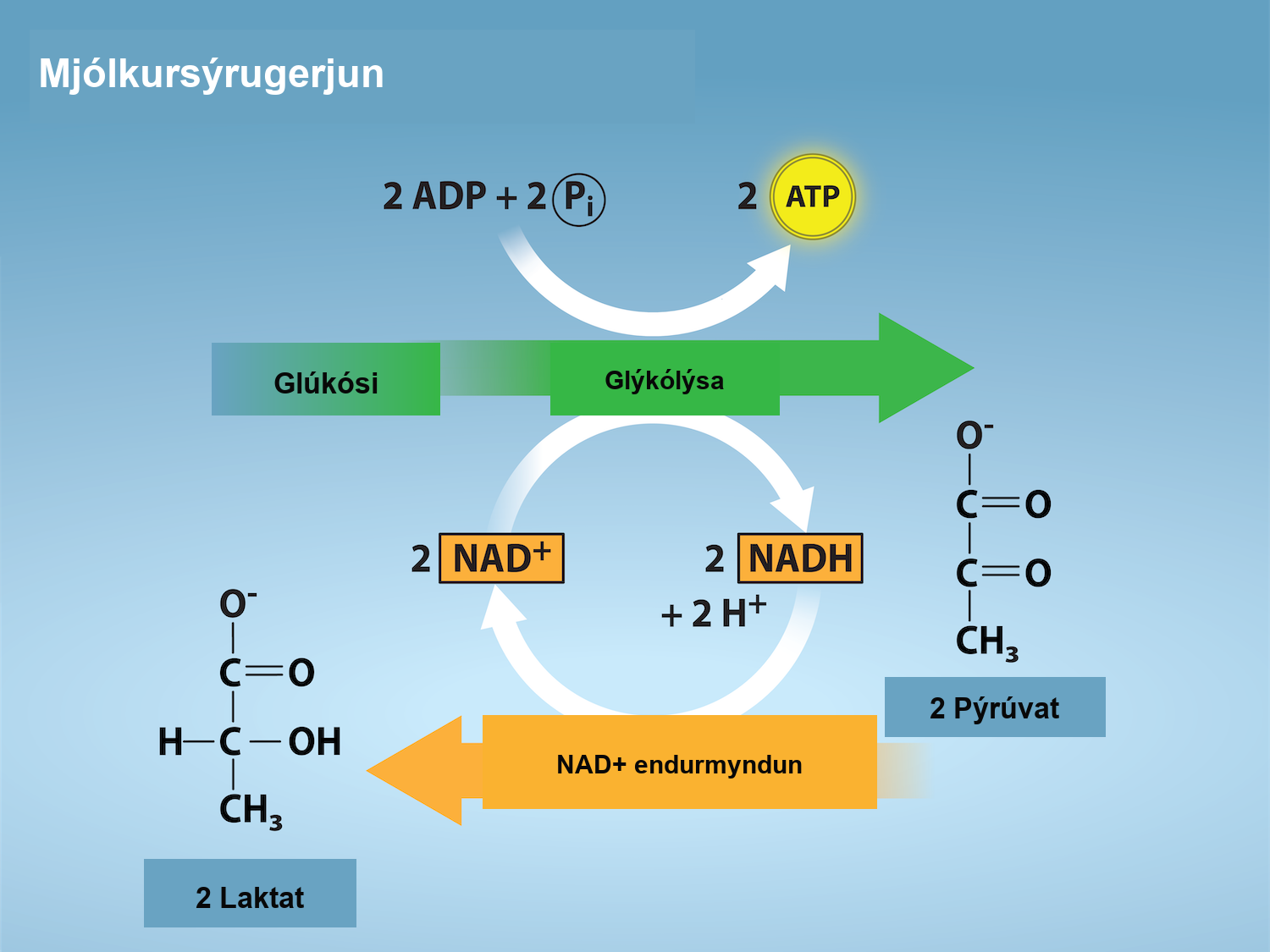 This illustration shows that during glycolysis, glucose is broken down into two pyruvate molecules and, in the process, two N A D H are formed from N A D superscript plus sign baseline. During lactic acid fermentation, the two pyruvate molecules are converted into lactate, and N A D H is recycled back into N A D superscript plus sign baseline.