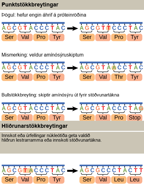 Illustration shows different types of point mutations that result from a single amino acid substitution. In a silent mutation, no change in the amino acid sequence occurs. In a missense mutation, one amino acid is substituted for another. In a nonsense mutation, a stop codon is substituted for an amino acid. In a frameshift mutation, one or more bases is added or deleted, resulting in a change in the reading frame.