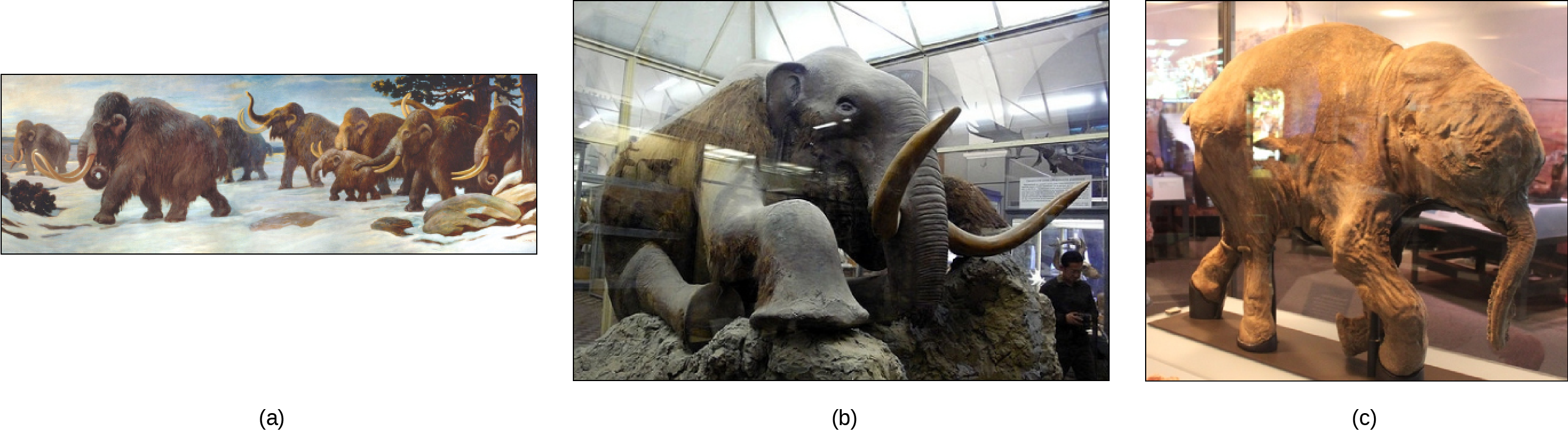 Three depictions of mammoths are shown. They are large, elephant like creatures covered in fur, and they have long tusks. Photo (a) shows a painting of mammoths walking in the snow. Photo (b) shows a stuffed mammoth sitting in a museum display case. Photo (c) shows a mummified baby mammoth, also in a display case.