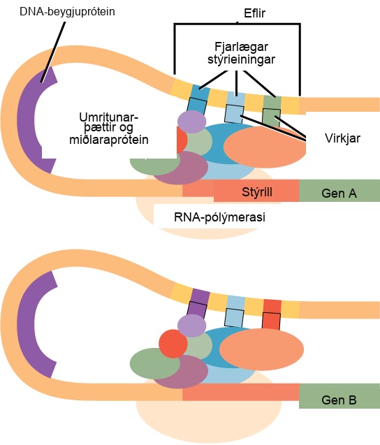 Eukaryotic gene expression is controlled by a promoter immediately adjacent to the gene, and an enhancer far upstream. The D N A folds over itself, bringing the enhancer next to the promoter. Transcription factors and mediator proteins are sandwiched between the promoter and the enhancer. Short D N A sequences within the enhancer called distal control elements bind activators, which in turn bind transcription factors and mediator proteins bound to the promoter. R N A polymerase binds the complex, allowing transcription to begin. Different genes have enhancers with different distal control elements, allowing differential regulation of transcription.