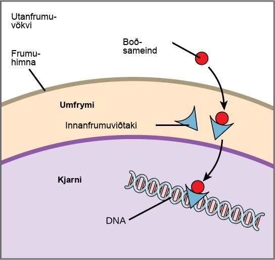 This illustration shows a hydrophobic signaling molecule that diffuses across the plasma membrane and binds an intracellular receptor in the cytoplasm. The intracellular receptor-signaling molecule complex then travels to the nucleus and binds D N A.