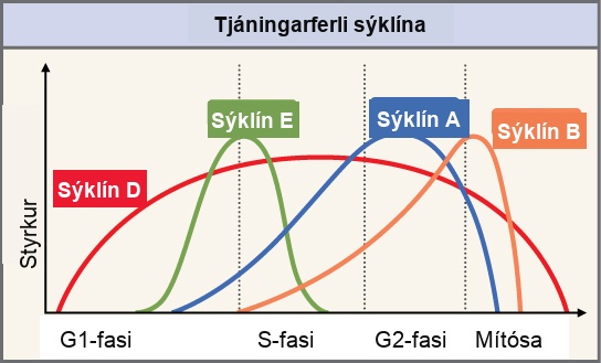 This graph shows the concentrations of different cyclin proteins during various phases of the cell cycle. Cyclin D concentrations increase in G subscript 1 baseline phase, and decrease at the end of mitosis. Cyclin E levels rise during G subscript 1 baseline phase and fall during S phase. Cyclin A levels rise during S phase and fall during mitosis. Cyclin B levels rise in S phase and fall during mitosis.