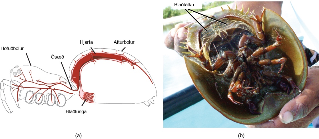 Part A is a diagram of a spider showing an outline of the body, with the heart and lung inside. The book lung looks like a book with many pages and is located just anterior to a spiracle in the ventral abdomen. The heart is a long tube located in the dorsal portion of the abdomen. Part B is a photo of the underside of a horseshoe crab. The book gills are 5 pairs of plates near the tail.