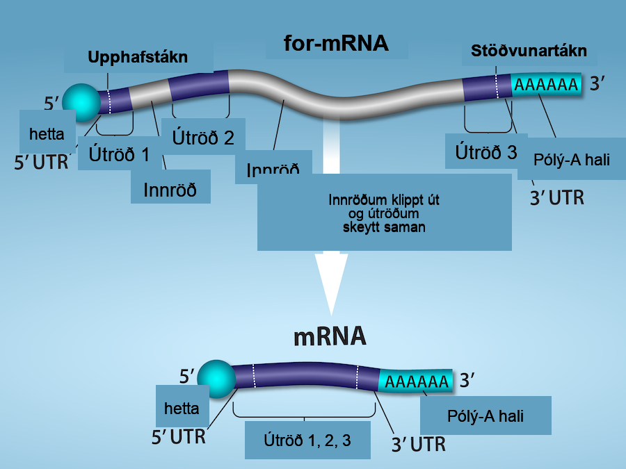 An illustration shows that in Pre- m R N A processing, there is a primary R N A transcript including regions labeled, left to right, as exon 1, intron, exon 2, intron, and exon 3. The introns are cut and exons are spliced together to produce mRNA. After R N A processing, there is a spliced R N A with these parts, left to right are a 5 prime cap, a 5 prime untranslated region, exon 1, exon 2, exon 3, a 3 prime untranslated region, and a poly a tail. The 5 prime unstranslated region is not separate from exon 1, but is the beginning of exon 1. The 3 prime untranslated region is not separate from exon 3 but the final part of exon 3.