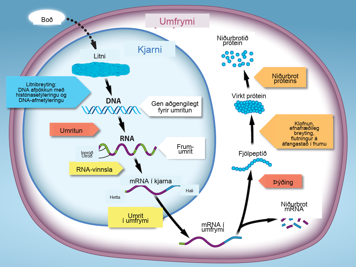 A cell diagram is shown. A signal leads to chromatin unpacking through histone acetylation, DNA methylation, which triggers DNA transcription, RNA processing by adding 5’ cap, poly A tail, and splicing of introns and exons, and m R N A to leaving the nucleus and entering the cytoplasm. In the cytoplasm, translation occurs, leading to formation of a polypeptide, its processing and modification to produce protein’s functional form, transport to designated cellular and extracellular destinations, eventual degradation of both the mRNA and the protein.