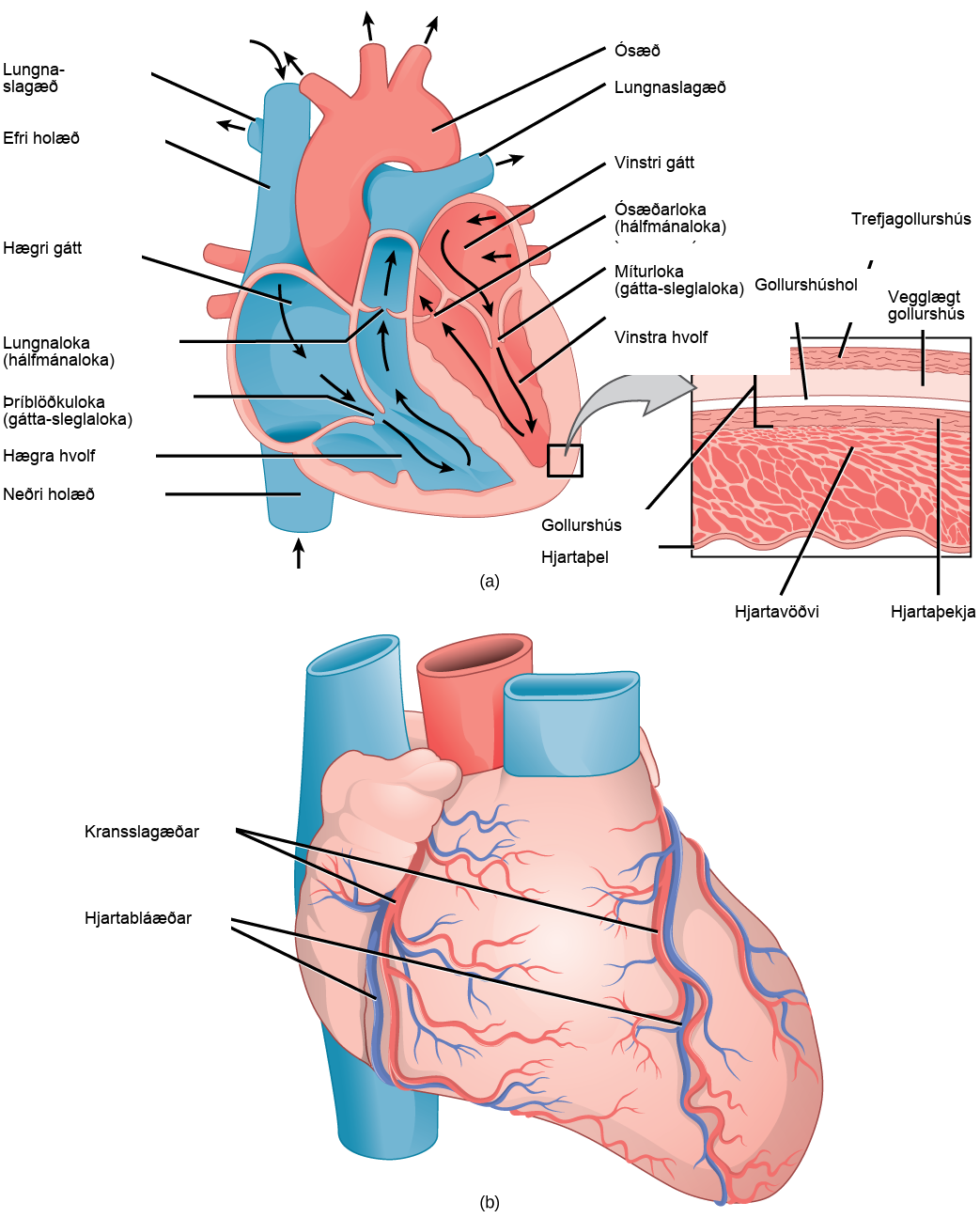 Illustration A shows the parts of the heart. Blood enters the right atrium through an upper, superior vena cava and a lower, inferior vena cava. From the right atrium, blood flows through the funnel-shaped tricuspid valve into the right ventricle. Blood then travels up and through the pulmonary valve into the pulmonary artery. Blood re-enters the heart through the pulmonary veins, and travels down from the left atrium, through the mitral valve, into the left ventricle. Blood then travels up through the aortic valve, into the aorta. The tricuspid and mitral valves are atrioventricular and funnel-shaped. The pulmonary and aortic valves are semilunar and slightly curved. An inset shows a cross section of the heart. The myocardium is the thick muscle layer. The inside of the heart is protected by the endocardium, and the outside is protected by the pericardium. Illustration B shows the outside of the heart. Coronary arteries and coronary veins run from the top down along the right and left sides.