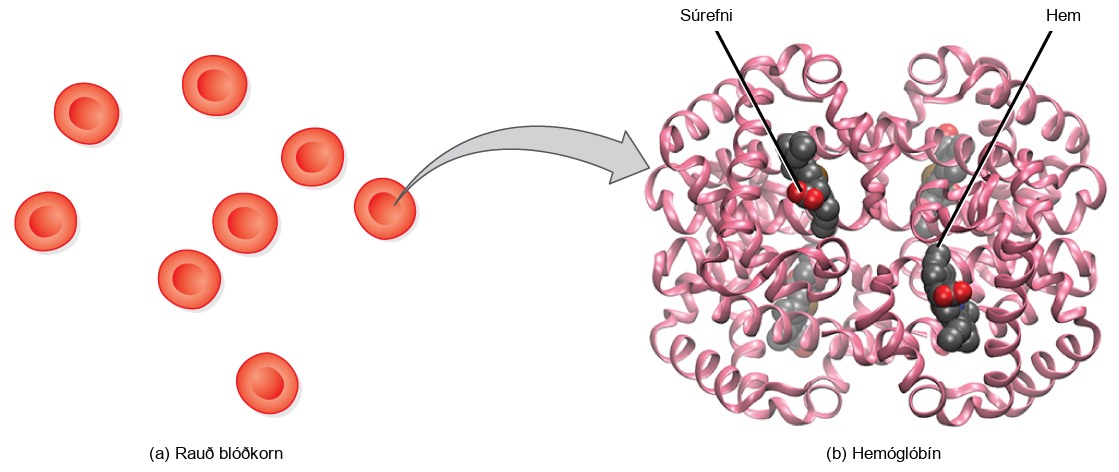 Part a shows disc-shaped red blood cells. An arrow points from a red blood cell to the hemoglobin in part b. Hemoglobin is made up of coiled helices. The left, right, bottom, and top parts of the molecule are symmetrical. Four small heme groups are associated with hemoglobin. Oxygen is bound to the heme.