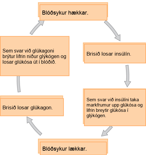 When blood glucose levels fall, the pancreas secretes the hormone glucagon. Glucagon causes the liver to break down glycogen, releasing glucose into the blood. As a result, blood glucose levels rise. In response to high glucose levels, the pancreas releases insulin. In response to insulin, target cells take up glucose, and the liver converts glucose to glycogen. As a result, blood glucose levels fall.