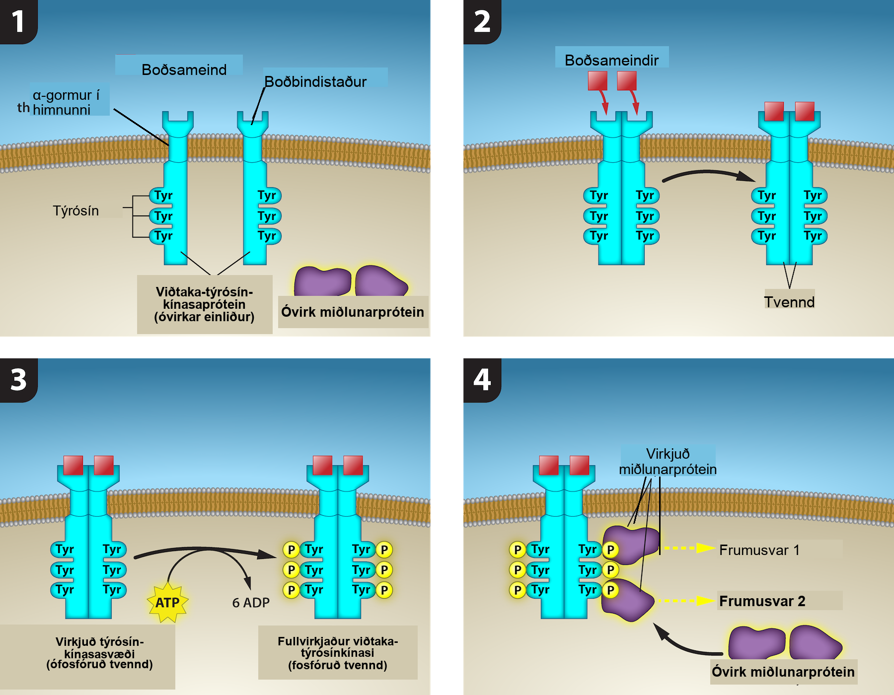 This illustration shows two receptor tyrosine kinase monomers embedded in the plasma membrane. Upon binding of a signaling molecule to the extracellular domain, the receptors dimerize. Tyrosine residues on the intracellular surface are then phosphorylated, triggering a cellular response. The cellular response involves binding of relay proteins, which result in Cellular Response 1 and Cellular Response 2.