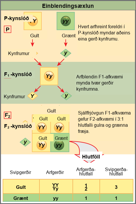 This illustration shows a monohybrid cross. In the upper P generation, one parent has a dominant yellow phenotype and the genotype upper Y upper Y, and the other parent has the recessive green phenotype and the genotype lower y lower y. Each parent produces one kind of gamete, resulting in an upper F subscript 1 baseline generation with a dominant yellow phenotype and the genotype upper Y lower y. Self-pollination of the upper F subscript 1 baseline generation results in an upper F subscript 2 baseline generation with a 3 to 1 ratio of yellow to green peas. One out of three of the yellow pea plants has a dominant genotype of upper Y upper Y, and 2 out of 3 have the heterozygous phenotype upper Y lower y. The homozygous recessive plant has the green phenotype and the genotype lower y lower y.