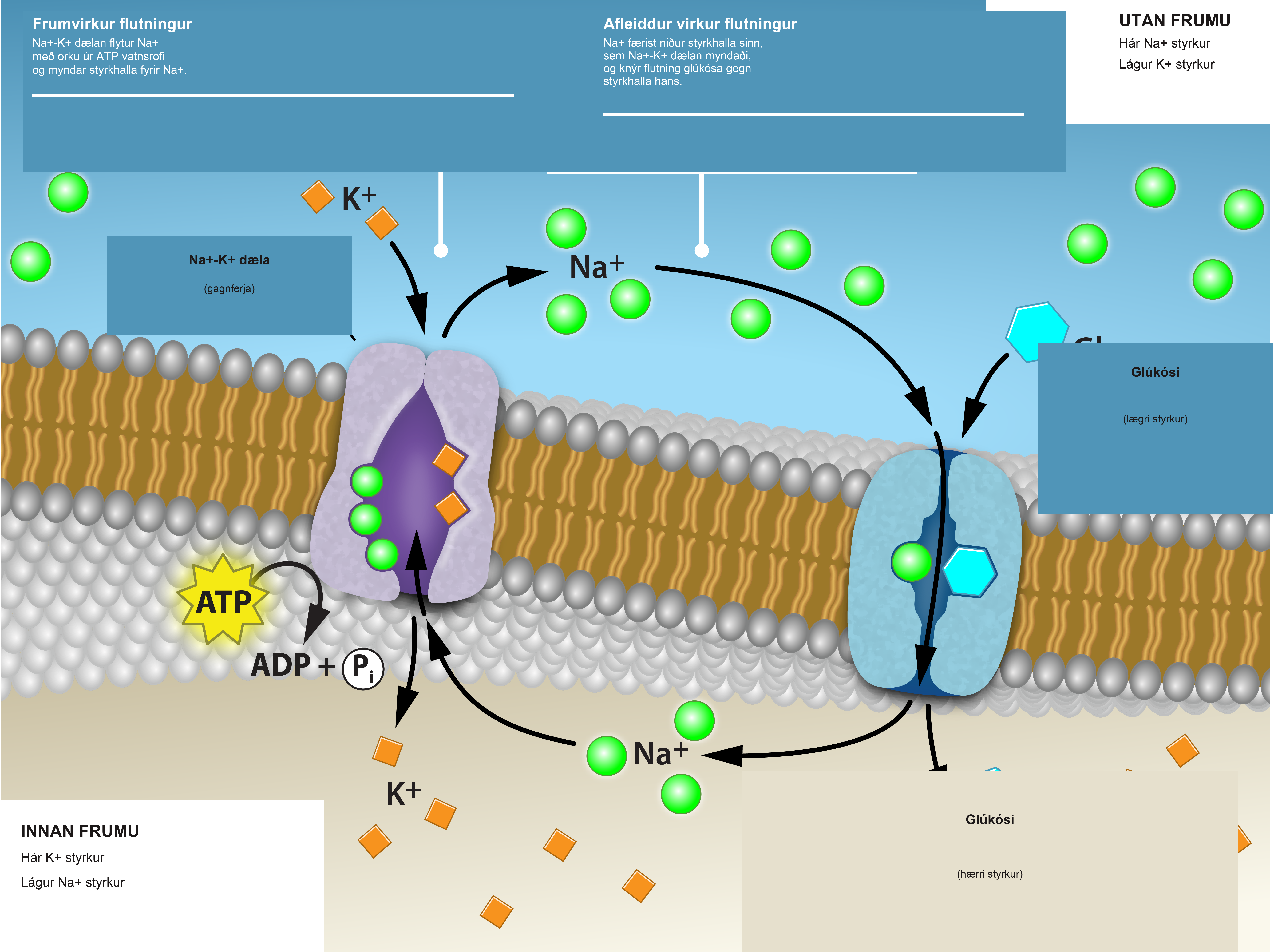 This illustration shows a membrane bilayer with two integral membrane proteins embedded in it. The first, a sodium-potassium pump, uses energy from A T P hydrolysis to pump three sodium ions out of the cell for every two potassium ions it pumps into the cell. The result is a high concentration of sodium outside the cell and a high concentration of potassium inside the cell. There is also a low concentration of glucose outside the cell, and a high concentration inside. A sodium-amino acid co-transporter simultaneously transports sodium and the glucose into the cell. Text within the image reads as follows: Primary Active Transport: the sodium potassium pump moves sodium ions using the energy of ATP hydrolysis to establish a concentration gradient of sodium ions. Secondary active transport: Sodium ions moving with the concentration gradient established by the sodium potassium pump drives the transport of glucose against its concentration gradient.