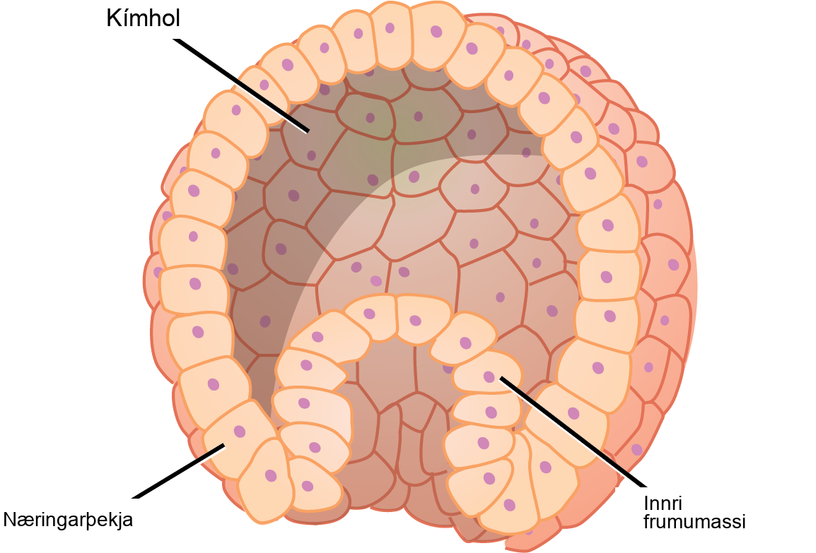 Illustration shows a hollow ball of cells with an inner cell mass clustered to one side. The exterior is called the trophoblast.