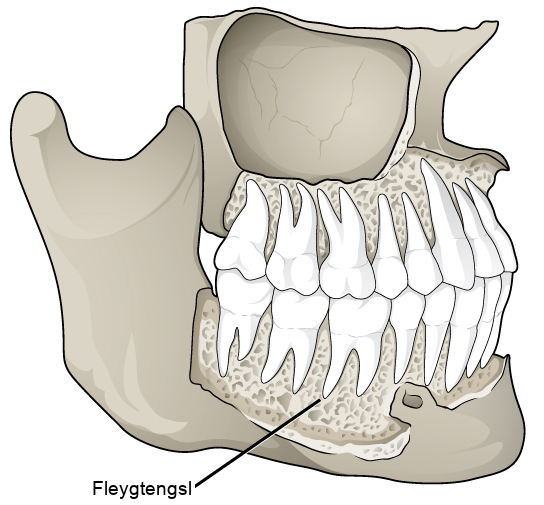 Illustration shows a gomphosis connecting a tooth to the jaw. The gomphoses have a porous appearance.