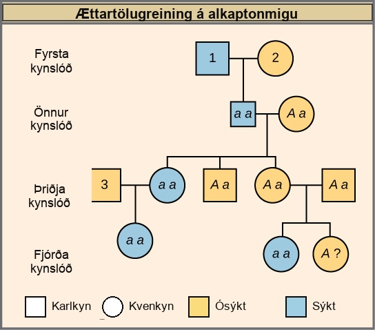 This is a pedigree of a family that carries the recessive disorder alkaptonuria. In the second generation, an unaffected mother and an affected father have three children. One child has the disorder, so the genotype of the mother must be upper case A lower case a, and the genotype of the father is lower case a lower case a. One unaffected child goes on to have two children, one affected and one unaffected. Because her husband was not affected, she and her husband must both be heterozygous. The genotype of their unaffected child is unknown, and is designated upper A question mark. In the third generation, the other unaffected child had no offspring. The affected third-generation child goes on to have one child with the disorder. Her husband is unaffected and is labeled 3. The first generation father is affected and is labeled 1; The first generation mother is unaffected and is labeled 2 The Visual Connection question asks the genotype of the three numbered individuals.