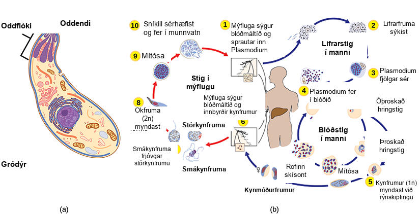 Illustration A shows an oval cell that has a narrow end and a wide end. The apical complex is located at the narrow end. The three branches of this complex narrow and join at the apical, or narrow, end of the cell. Illustration b shows the life cycle of Plasmodium, which causes malaria. The plasmodium life cycle begins when a mosquito takes a blood meal and injects Plasmodium into the bloodstream. The Plasmodium enters the liver where it multiplies, and eventually reenters the blood. In the blood it enters the ring stage, so called because the cell is curled into a ring shape. The Ring stage may multiply by mitosis or it may undergo meiosis, forming new 1n gametes of male or female sex types. When a mosquito takes a blood meal from an infected host the gametes are ingested. A smaller gamete sex type, called a microgamete, fertilizes a larger sex type, called a macrogamete, producting a 2n zygote. The zygote undergoes mitosis and differentiation. It enters the saliva where it can be injected into another host, completing the cycle.