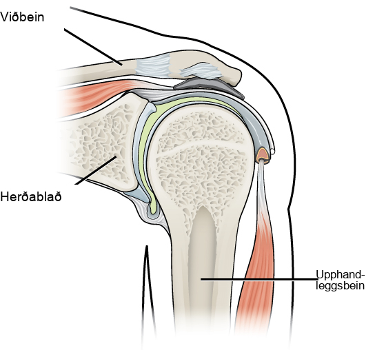 Illustration shows that the ball-shaped end of the humerus fits into the socket in the shoulder joint.