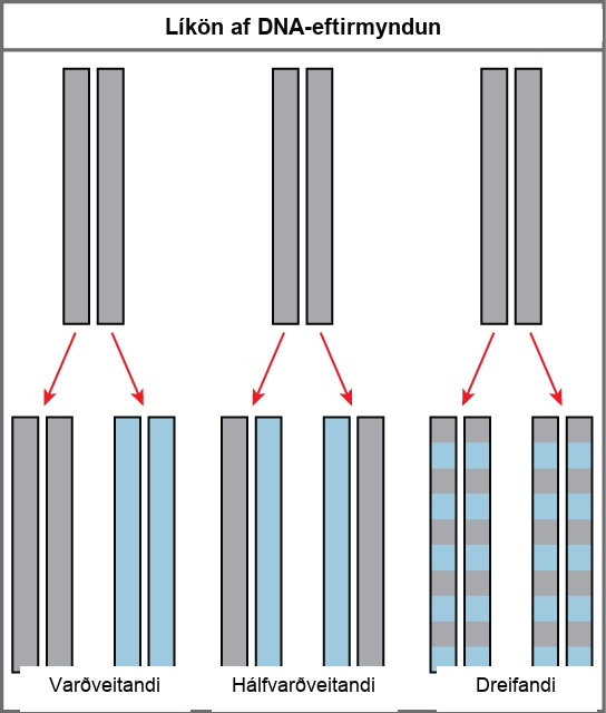 Illustration shows the conservative, semi-conservative, and dispersive models of D N A synthesis. In the conservative model, the D N A is replicated and both newly synthesized strands are paired together. In the semi-conservative model, each newly synthesized strand pairs with a parent strand. In the dispersive model, newly synthesized D N A is interspersed with parent D N A within both D N A strands.