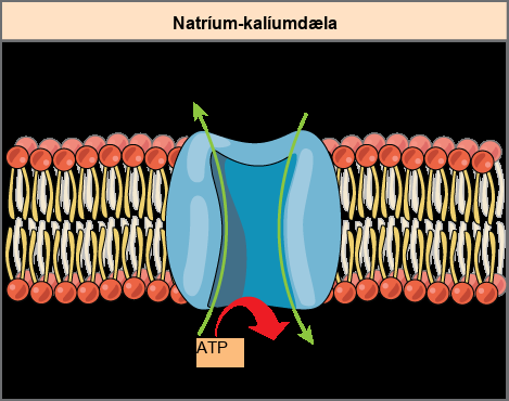 This illustration shows the sodium-potassium pump embedded in the cell membrane. A T P hydrolysis catalyzes a conformational change in the pump that allows sodium ions to move from the cytoplasmic side to the extracellular side of the membrane, and potassium ions to move from the extracellular side to the cytoplasmic side of the membrane as well.