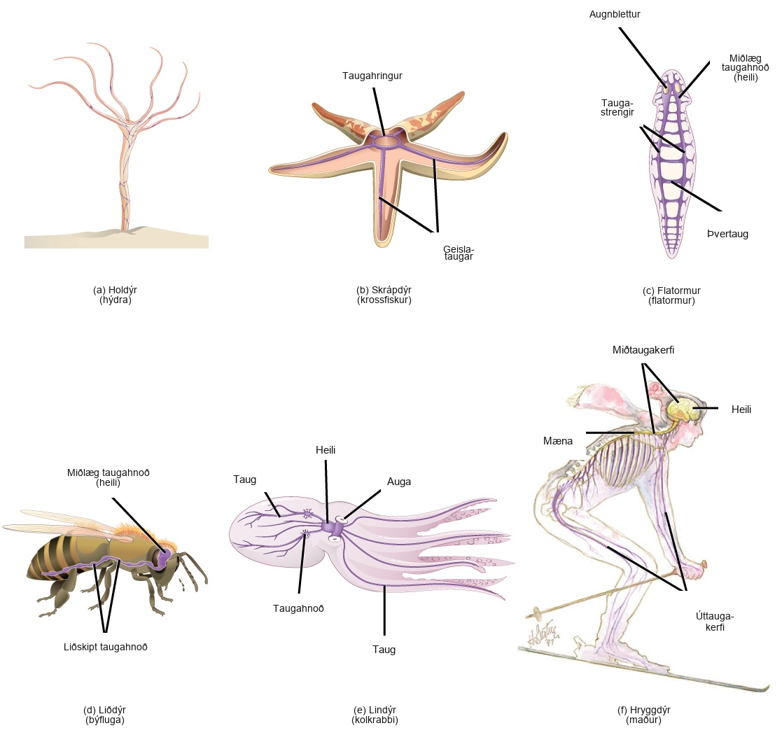 Illustration A shows the nerve net of a hydra, which resembles a fish net surrounding the body. The hydra is plant like, with a trunk and tentacle like extensions at the top of the trunk. Illustration B shows the nervous system of a sea star. A nerve ring is present in the center of the body. Radiating out from this ring into the five arms are radial nerves. Illustration C shows the nervous system of a planarian, or flatworm. The flatworm has centralized ganglia, or brains, around each eye in the anterior end, and two nerve cords that run along the sides of the body. Transverse nerves connect the nerve cords together. Illustration D shows the nervous system of a bee. The central ganglia, or brain, is located in the head. The ventral nerve cord runs along the lower part of the body. Bumps of nerve cell bodies, called peripheral ganglia, occur periodically along the nerve cord. Illustration E shows the nervous system of the octopus, which consists of a large brain located between the two eyes, and nerves that run into the body and arms. Two large ganglia exist in the nerves located in the body. Illustration F shows the nervous system of a human, which consists of a central nervous system composed of the brain and spinal cord, and a peripheral nervous system composed of the nerves running into the rest of the body.