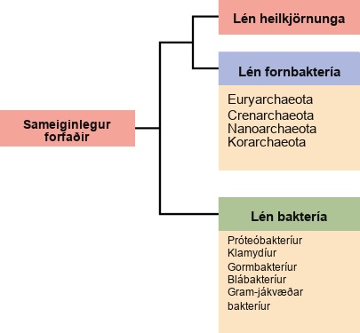 Ættartré lífsins sýnir sameiginlegan forföður og þrjú meginlén: bakteríur, fornbakteríur og heilkjörnunga.